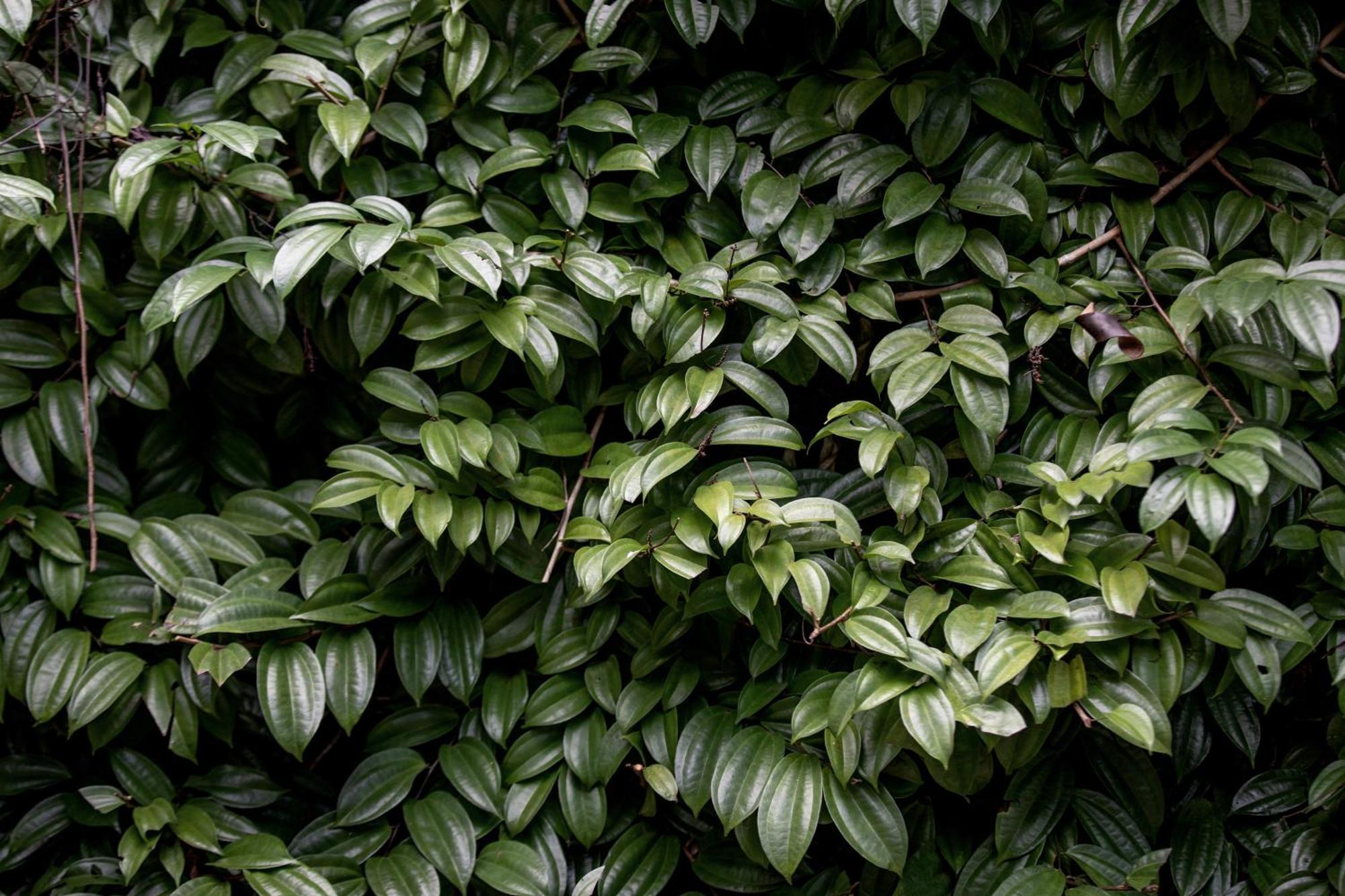 Greenwood Edge קנדי מראה חיצוני תמונה